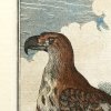 falcon (1)