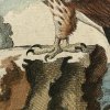 falcon (2)